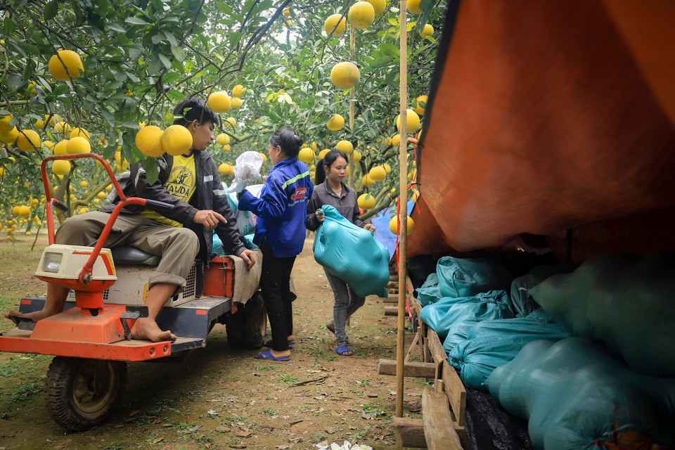 Nhà vườn tập kết bưởi sau khi đã phân loại để chờ giao cho khách hàng. (Ảnh: Hoài Nam/Vietnam+)