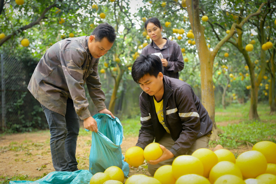 Thời điểm này, hầu hết các nhà vườn tại đây đã có khách đặt hàng trước khoảng 70% trên tổng số bưởi trong vườn. (Ảnh: Hoài Nam/Vietnam+)