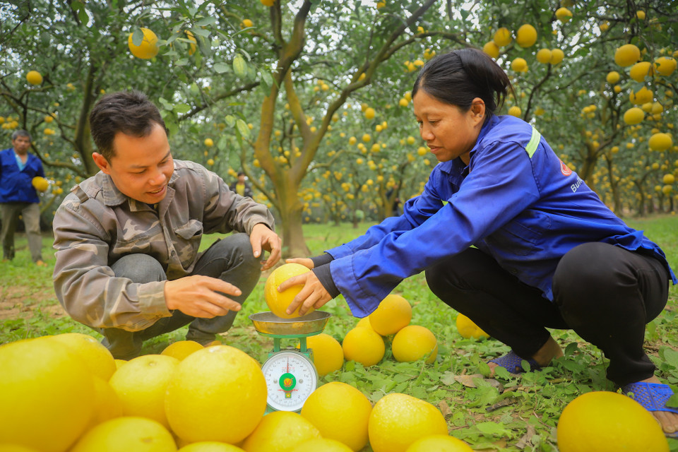 Nhà vườn năm nay ước tính có khoảng hơn 100 vạn quả sẽ thu hoạch từ giờ đến dịp Tết để phục vụ nhu cầu của người dân. (Ảnh: Hoài Nam/Vietnam+)