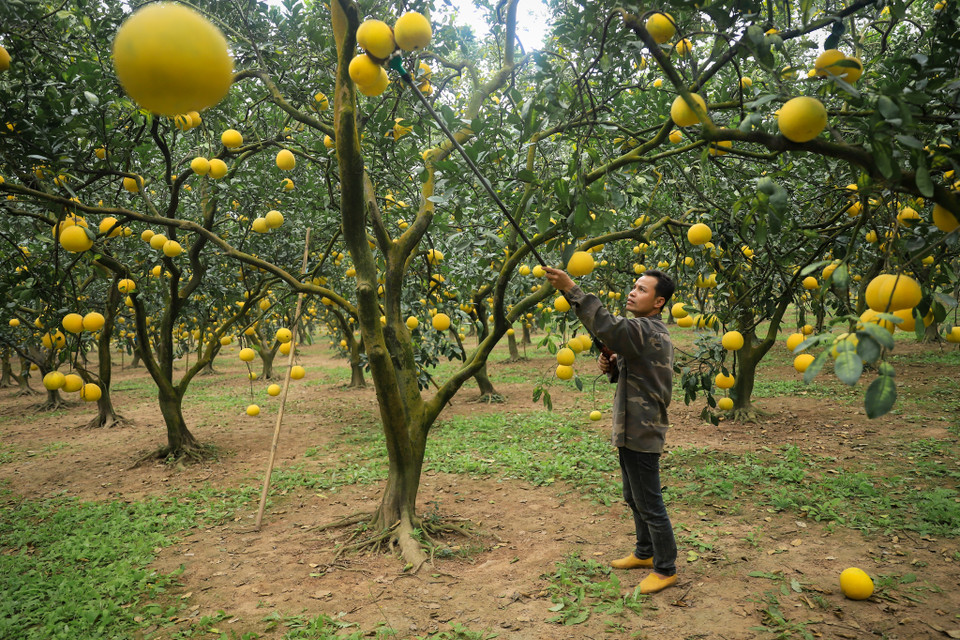 Những trái bưởi sẽ cho hương vị đậm đà nhất từ 1-2 tuần sau khi hái xuống. Khách mua quả tại vườn sẽ có giá 30.000-40.000 đồng/quả. (Ảnh: Hoài Nam/Vietnam+)