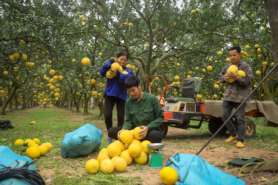 Những người thợ hái bưởi tại vườn cho biết, thời gian này bắt đầu vào vụ thu hoạch cho những đơn hàng Tết. Hiện tại, trung bình một ngày thu hoạch từ 3.000-5.000 quả. (Ảnh: Hoài Nam/Vietnam+)