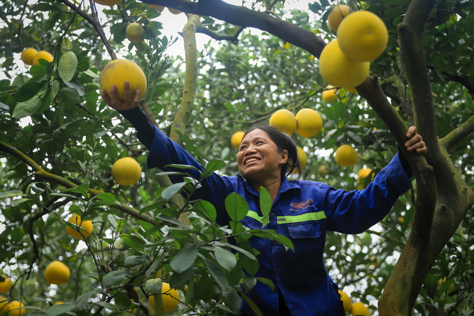 Những quả bưởi được chọn lựa kỹ càng để phân loại theo đơn đặt hàng của khách. (Ảnh: Hoài Nam/Vietnam+)