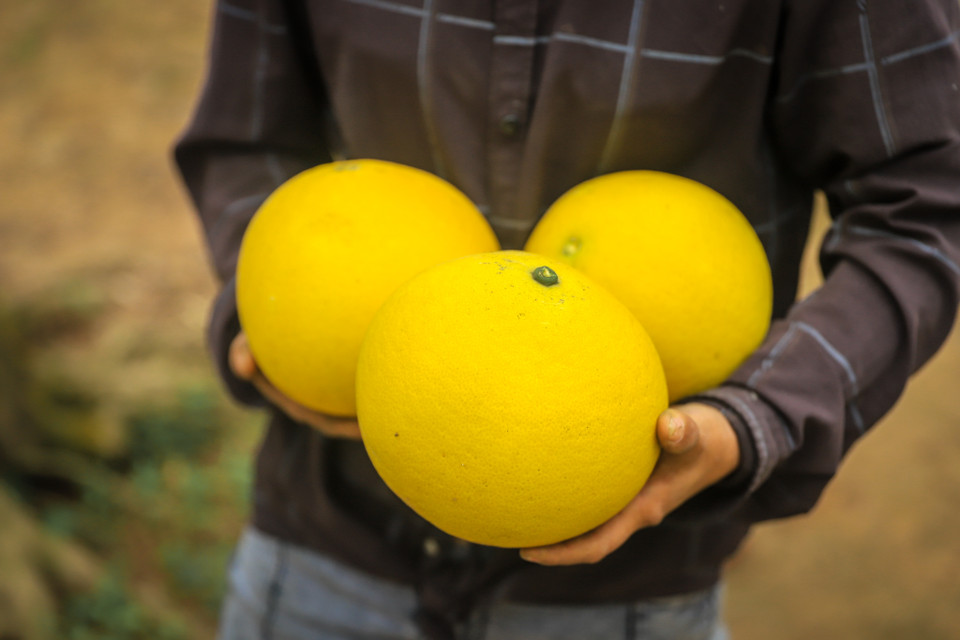 Theo kinh nghiệm của những “lão làng” trồng bưởi tại đây cho biết, những cây càng lâu năm sẽ cho ra quả càng thơm và ngon. (Ảnh: Hoài Nam/Vietnam+)