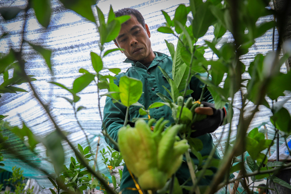 Anh Hướng (Đắc Sở, Hoài Đức, Hà Nội), người ghép cây cảnh hơn 20 năm chia sẻ: 'Để làm được một chậu bonsai mất khá nhiều thời gian.'(Ảnh: Hoài Nam/Vietnam+)