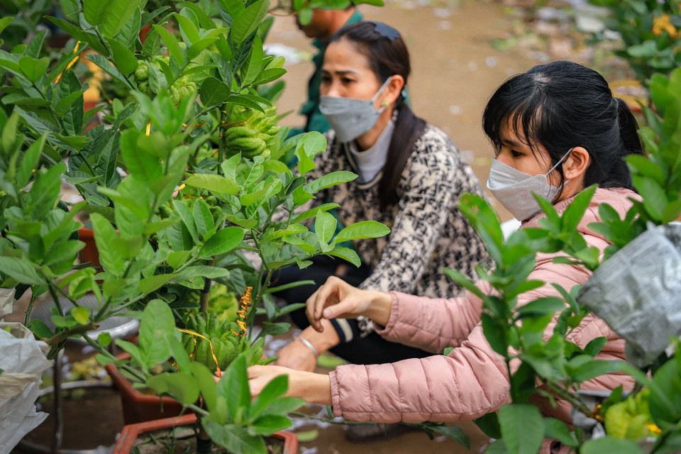 Những ngày này, nhà vườn trồng phật thủ bonsai của anh Tạ Tùy Duy (Đắc Sở, Hoài Đức, Hà Nội) đang gấp rút hoàn thiện những đơn hàng để bán dịp Tết Nguyên đán 2023. (Ảnh: Hoài Nam/Vietnam+)