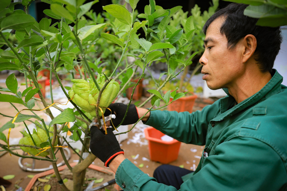 Từ công đoạn trồng cây vào chậu cho tới cấy ghép quả đều phải thật chi tiết, cẩn thận. Ghép quả sao cho vị trí phù hợp, cây giữ được quả và mỗi cây nên ghép bao nhiêu quả. (Ảnh: Hoài Nam/Vietnam+)