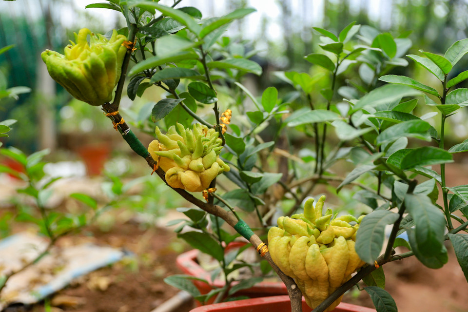 Từ loài quả của cây này mà các chủ vườn đã tự thiết kế trồng trong chậu và cấy ghép quả thành những cây bonsai đẹp có giá cả ‘bạc triệu,’ và đã trở thành thú chơi của nhiều gia đình trong dịp Tết cổ truyền Việt Nam. (Ảnh: Hoài Nam/Vietnam+)