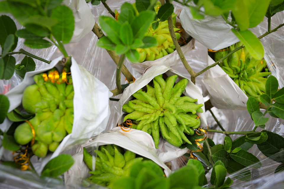 Chủ vườn bonsai cũng cho biết có những gốc cây có giá lên đến hàng chục triệu đồng. Giá thành có sự chênh lệch dựa vào công sức chăm sóc, dáng cây, số lượng quả cũng như độ xòe của quả trên cây. (Ảnh: Hoài Nam/Vietnam+)