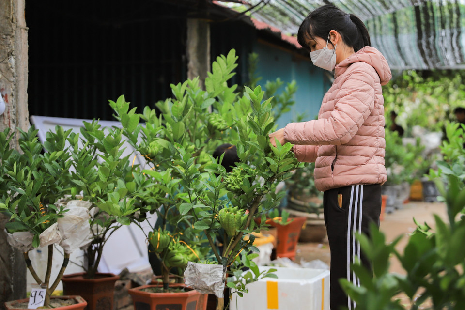 Năm nay vườn nhà anh Duy ghép khoảng 400 cây phật thủ bonsai các loại, hiện anh đã bán được hơn một nửa và dự kiến tiêu thụ hết số hàng trước ngày ông Táo. (Ảnh: Hoài Nam/Vietnam+)