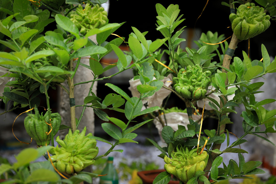 Anh Hướng cho biết thêm những cây phật thủ bonsai khi cho vào chậu hầu hết đều là cây kích thước nhỏ, quả đẹp mắt. Các gốc có độ tuổi từ 3-5 năm, được trồng trong chậu từ nhỏ và cho ra quả tự nhiên. (Ảnh: Hoài Nam/Vietnam+)
