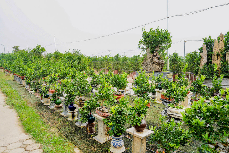 Một số hộ dân trồng quất tại đây cho biết đã 3 tháng nay họ cố gắng chăm chút cho vườn để 'vớt vát' một vụ mùa sau bão lớn. (Ảnh: Hoài Nam/Vietnam+)