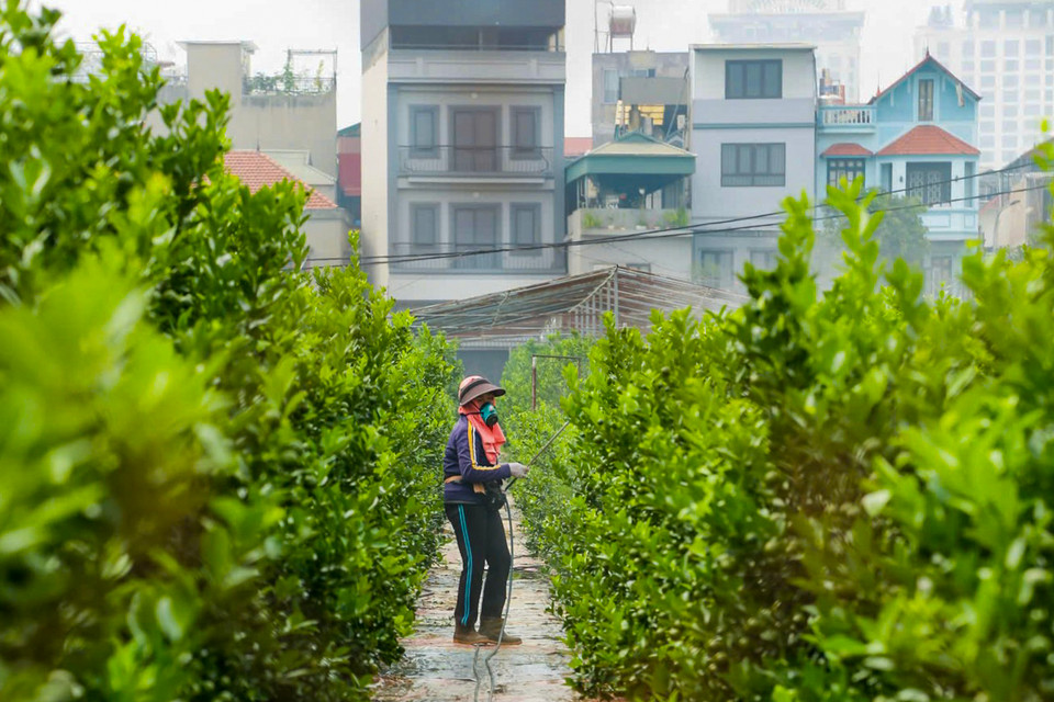 Những khu vực không chịu ảnh hưởng nhiều của đợt thiên tai, nhiều nhà vườn vẫn giữ được số lượng cây lớn để bán ra thị trường dịp Tết Nguyên đán 2025. (Ảnh: Hoài Nam/Vietnam+)