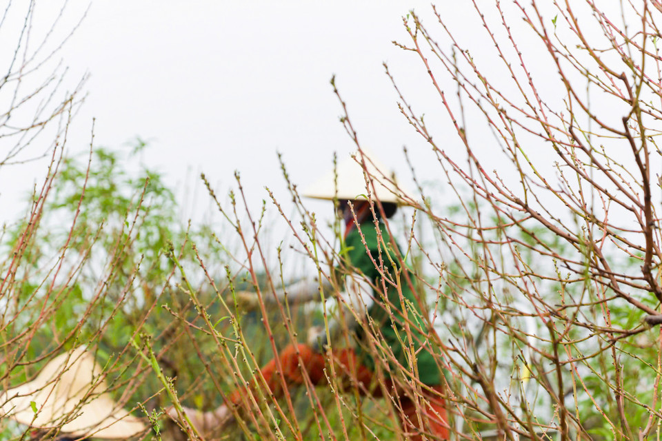 Ông Nguyễn Sỹ Hùng, chủ một vườn đào ở Nhật Tân dự đoán giá đào năm nay sẽ đắt hơn mọi năm nhưng chưa thể dự đoán được thị trường tiêu thụ ra sao. (Ảnh: Hoài Nam/Vietnam+)