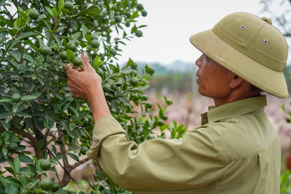 Theo chia sẻ của người dân, hiện những cây quất còn sống đều đã khỏe mạnh, cành lá cứng cáp và cho quả đều. (Ảnh: Hoài Nam/Vietnam+)