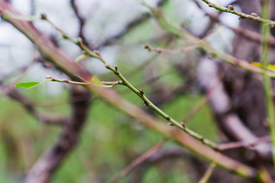 Ngoài việc hồi sinh những cây còn sót lại sau bão, người dân cũng đi mua thêm gốc cây giống từ những vùng khác, ghép cùng cành đào Nhật Tân để chuẩn bị cho các vụ năm sau. (Ảnh: Hoài Nam/Vietnam+)