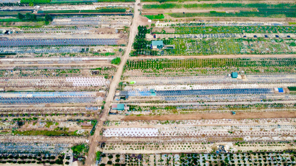 Không còn mướt mắt một màu xanh như mọi năm, trên những cánh đồng trồng quất Tứ Liên (Tây Hồ, Hà Nội), người dân hiện đang cố gắng chăm chút cho những cây quất còn lại sau cơn bão số 3 để chuẩn bị hàng Tết. (Ảnh: Hoài Nam/Vietnam+)