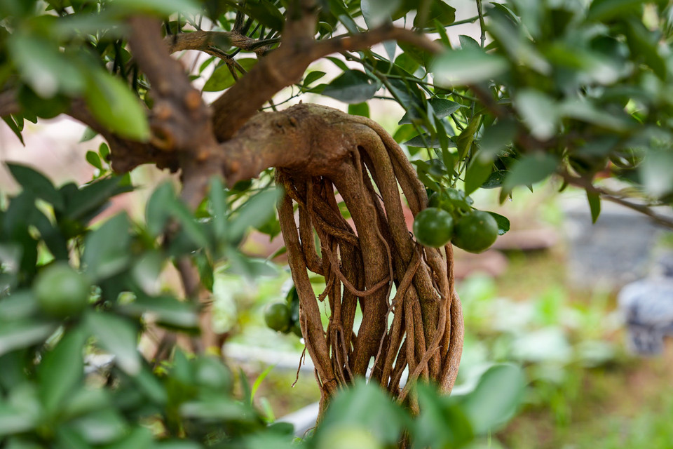 Những cây quất thế được lên chậu cũng đã 'ổn định sức khỏe,' sẵn sàng phục vụ nhu cầu chơi Tết của người dân. Trước đó, sau khi hứng chịu bão, lụt nhiều cây quất bị hỏng rễ và sâu bệnh đã bị chết. (Ảnh: Hoài Nam/Vietnam+)