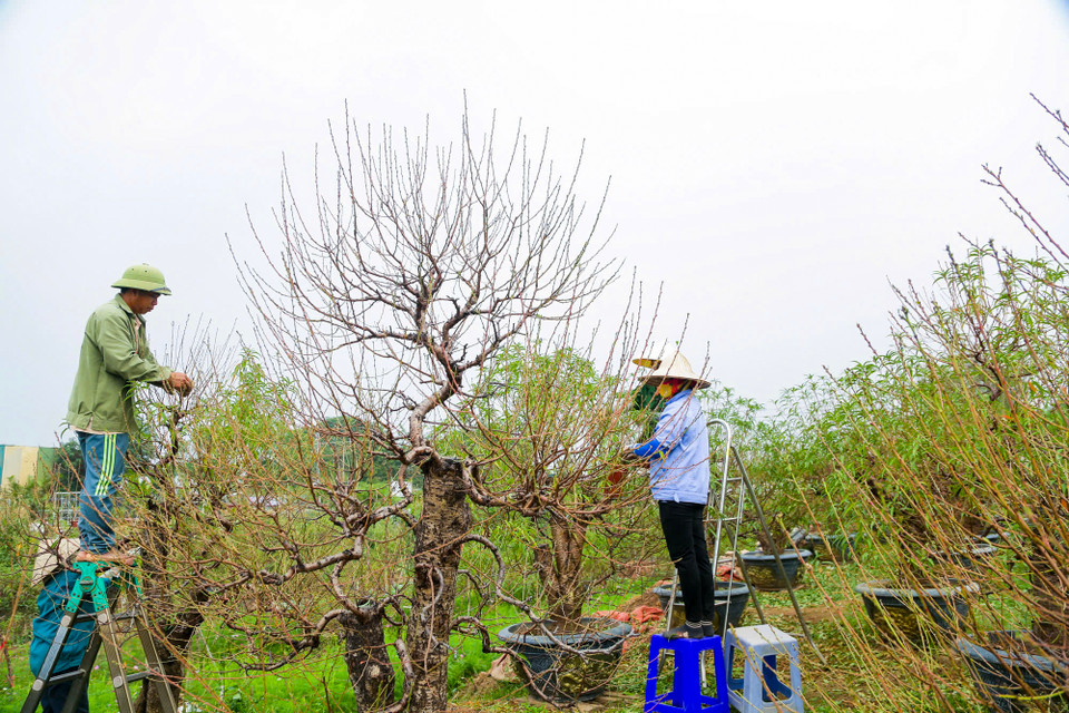 Tại làng trồng đào Nhật Tân (Tây Hồ, Hà Nội), người dân cũng đang tất bật chăm sóc. Thời điểm này, đào đã vào vụ tuốt lá để nuôi mắt cho cây ra nụ. (Ảnh: Hoài Nam/Vietnam+)