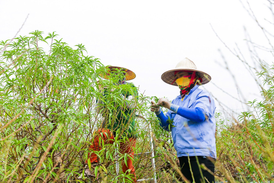 Những gốc đào còn sống đã quay lại 'quỹ đạo' phát triển như mọi năm để kịp ra hoa vào dịp Tết Nguyên đán Ất Tỵ 2025. (Ảnh: Hoài Nam/Vietnam+)