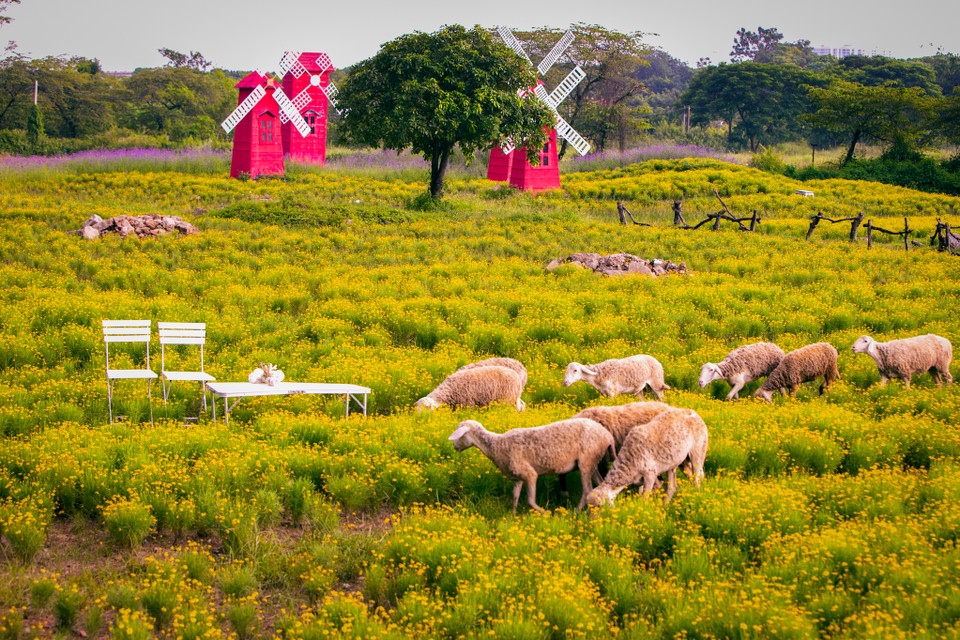 Cúc sao băng có tên khoa học là Thymophylla, là cúc rủ, vàng ươm, nhỏ xinh. Nó có nhiều tên gọi khác nhau như hoa cúc bi, hoa sao băng, hoa cúc rủ. (Ảnh: Hoài Nam/Vietnam+)