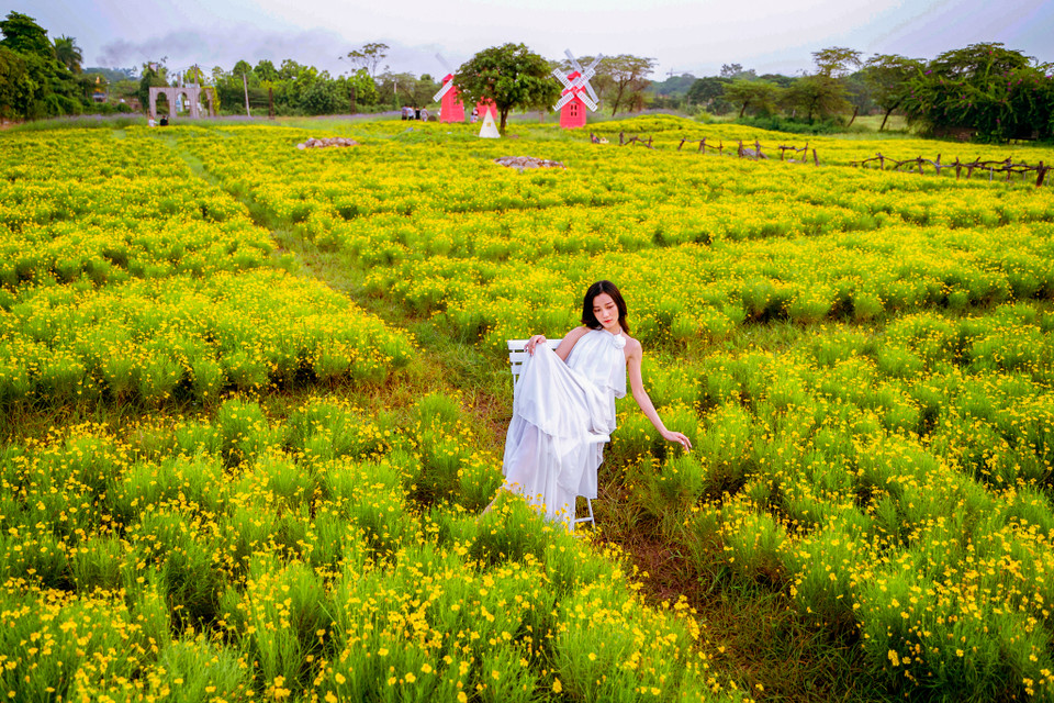 Thiếu nữ thả dáng trên cánh đồng cúc sao băng rợp sắc vàng. (Ảnh: Hoài Nam/Vietnam+)
