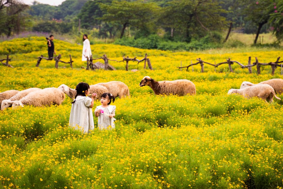 Các em nhỏ cũng rất vui thú khi có thêm những ‘chú cừu thân thiện’ đùa chơi trong vườn cúc sao băng. (Ảnh: Hoài Nam/Vietnam+)