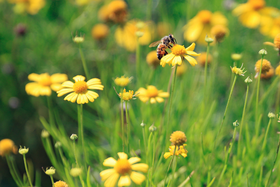 Với chiều cao trung bình từ 15-30cm, cúc bi có dáng rủ, thân cong hướng xuống mặt đất nhưng những bông hoa lại phát triển theo hướng vươn lên cao, đón ánh sáng Mặt trời. (Ảnh: Hoài Nam/Vietnam+)
