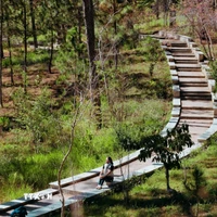 Khuôn viên rộng gần 40 hecta với cây xanh kín lối trong khuôn viên trường Đại học Đà Lạt (phường Lâm Viên-Đà Lạt, Lâm Đồng). (Ảnh: Nguyễn Dũng/TTXVN)