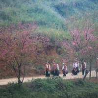 Sắc hồng của mai anh đào cùng những nét văn hóa trang phục dân tộc Mường tạo nên những điểm nhấn riêng biệt của du lịch xóm Mừng. (Ảnh: Trọng Đạt/TTXVN)