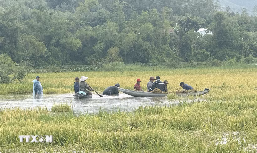 Nhiều diện tích lúa thuộc khu vực hạ lưu sông Kỳ Lộ (xã Ô Loan, Đắk Lắk) bị ngập úng do mưa lớn. (Ảnh: Tường Quân/TTXVN)