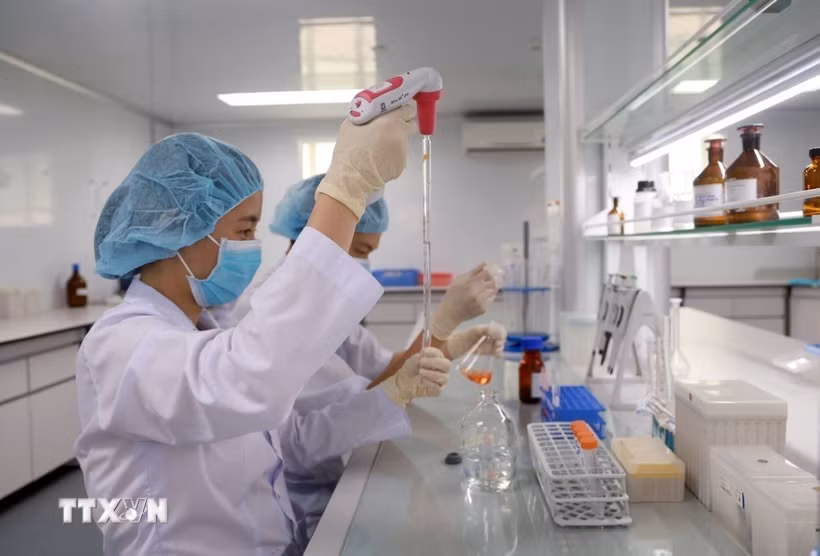 Nghiên cứu viên tại Viện Vắc xin và Sinh phẩm Y tế-Bộ Y tế (trụ sở tại tỉnh Khánh Hòa) nghiên cứu, kiểm định vaccine. (Ảnh: Xuân Triệu/TTXVN)