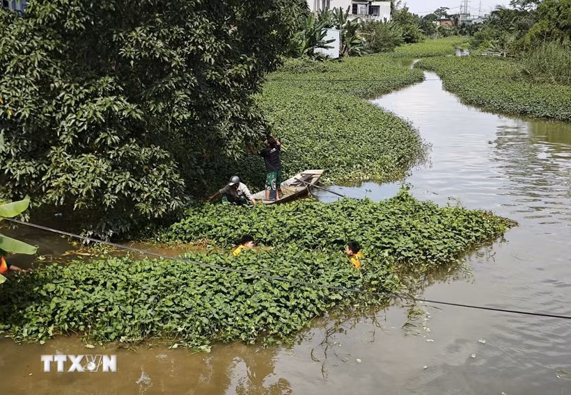 Lực lượng thủy lợi Thanh Hóa tập trung xử lý vật cản, tạo điều kiện cho dòng nước lưu thông, góp phần tiêu thoát nước tại các khu dân cư và diện tích sản xuất nông nghiệp bị ảnh hưởng bởi mưa lớn. (Ảnh: Khiếu Tư/TTXVN)