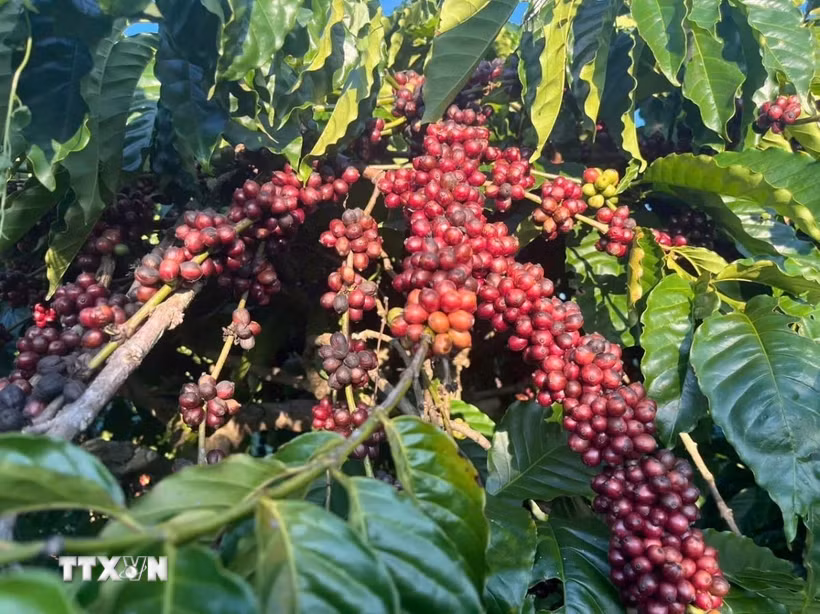 Những mặt hàng xuất khẩu chủ lực vẫn giữ được tốc độ tăng trưởng, thậm chí tăng trưởng mạnh như càphê. (Ảnh minh họa: Hồng Điệp/TTXVN)