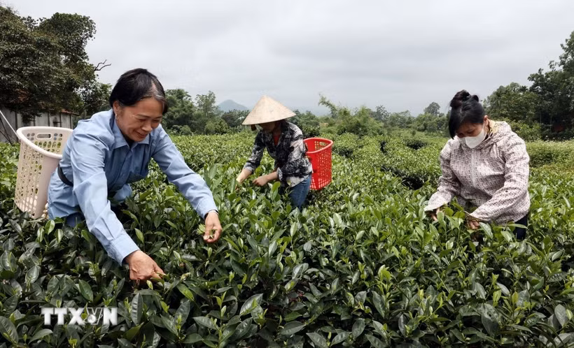 Nhiều hộ gia đình cung cấp chè búp cho HTX Hảo Đạt. (Ảnh: Trần Việt/TTXVN)