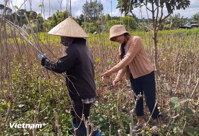 Đồng bào dân tộc ở xã Đinh Văn Lâm Hà triển khai mô hình trồng dâu nuôi tằm để phát triển kinh tế, thoát nghèo bền vững. (Ảnh: Nguyễn Dũng/Vietnam+)