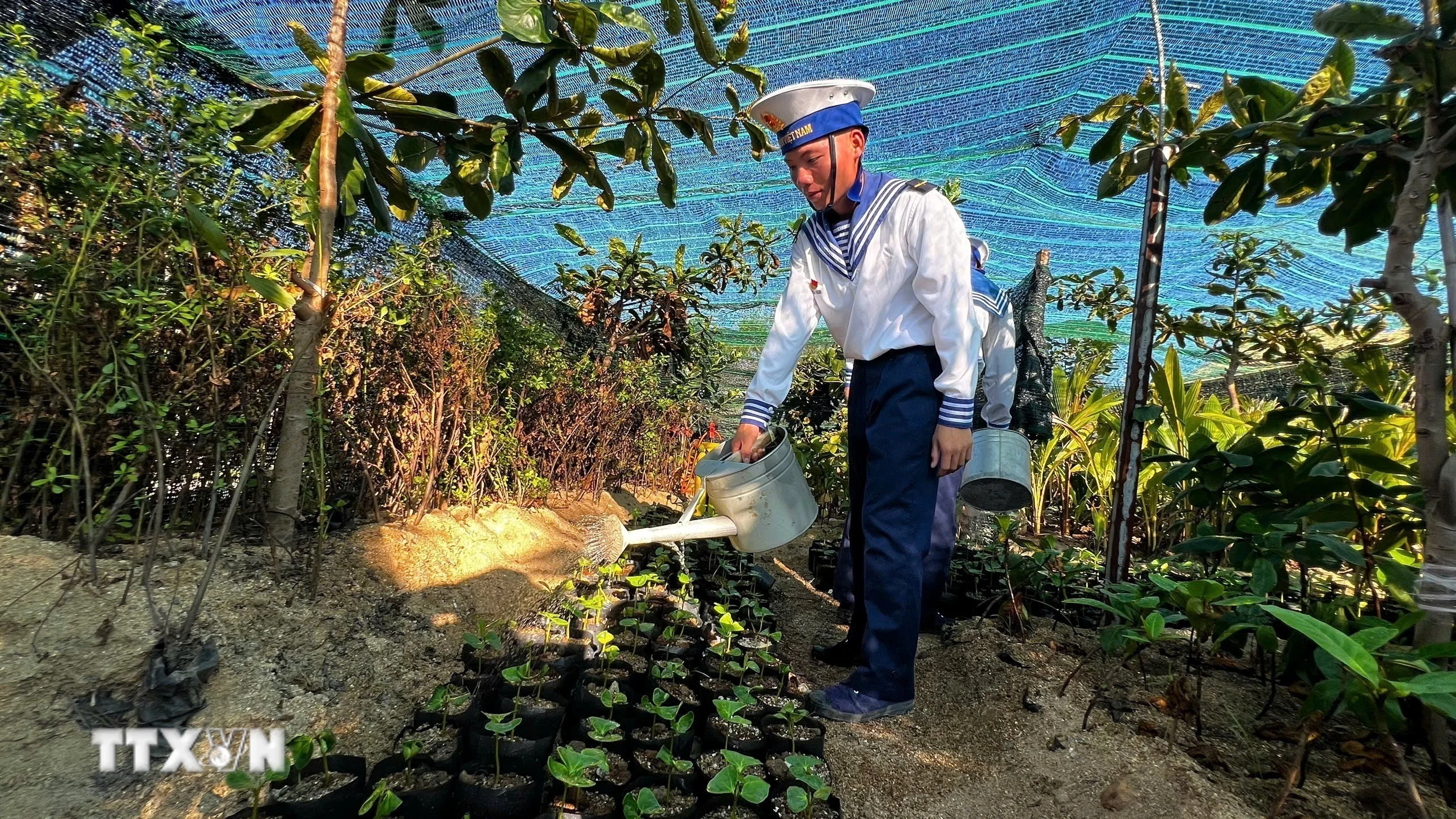 Cây cúng học làm linh ở nơi đầu sóng