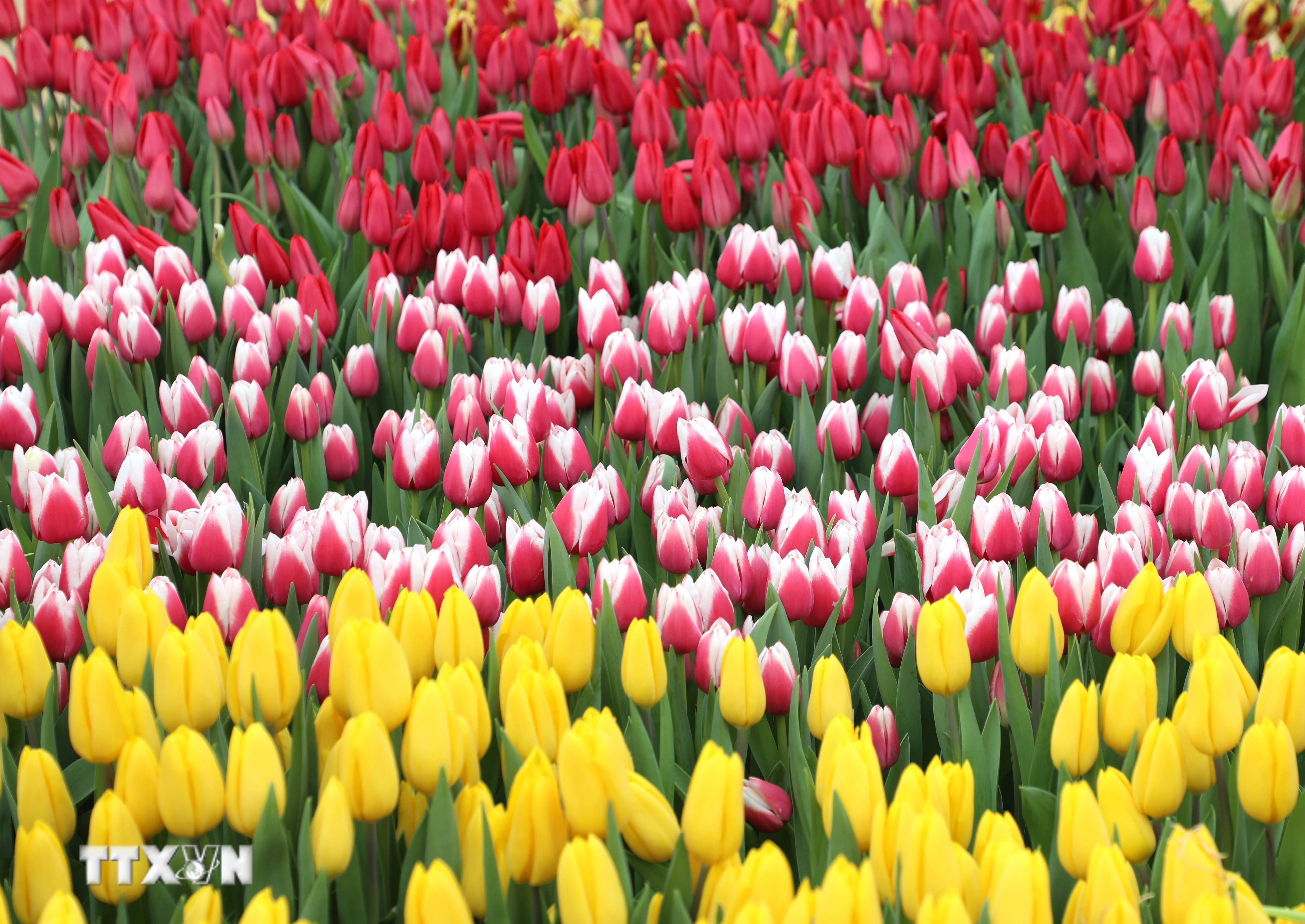 Washington D.C. Rực Rỡ Trong Ngày Hội Hoa Tulip Đầy Sắc Màu