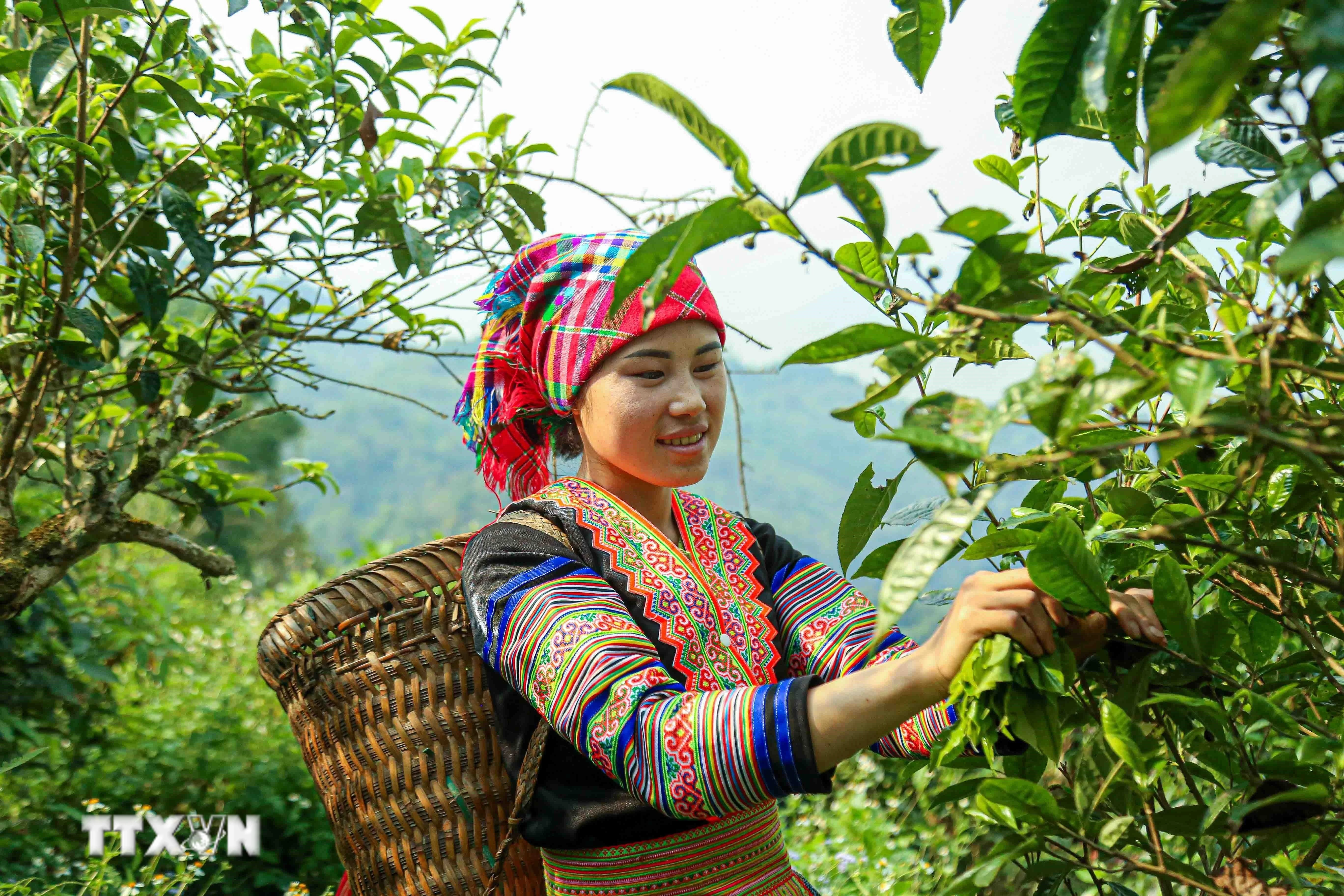 Chè Shan Tuyết Suối Giàng: Hương Vị Tinh Khiết Từ Núi Rừng Lào Cai