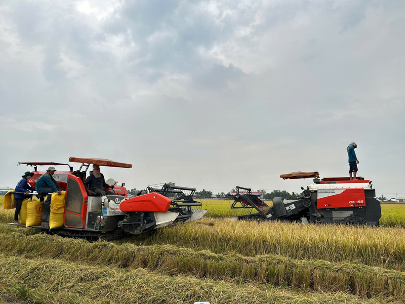 Agribank đẩy mạnh cho vay sản xuất, kinh doanh lúa gạo