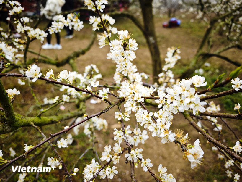 Những ngày gần Tết, cao nguyên Mộc Châu rực rỡ bởi màu trắng tinh khôi của hoa mận. (Ảnh: Vietnam+)