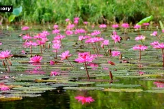  Sắc tím Tam Cốc – Bức họa diệu kỳ giữa lòng Ninh Bình 