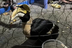 Bắt được chim lạ, nghi là Hồng hoàng quý hiếm ở Thành phố Hồ Chí Minh 