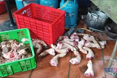 Hưng Yên phát hiện cơ sở giết mổ lợn nhiễm dịch tả lợn châu Phi 