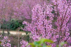 Mù Cang Chải bừng sắc hoa Tớ dày, hút du khách những ngày mùa Đông