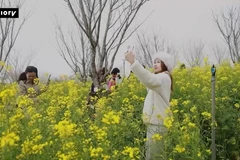 “Biển” hoa cải vàng trên đỉnh Fansipan thu hút du khách dịp đầu Xuân