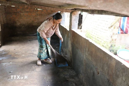 Đợt dịch vừa qua, gia đình chị Niê Ayua Nga, xã Ea Phê, tỉnh Đắk Lắk có 40 con lợn nuôi được khoảng 3,5 tháng bị chết do dịch tả lợn châu Phi. (Ảnh: Nguyên Dung/TTXVN)