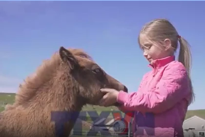 Ấn tượng giống ngựa lùn linh vật của vùng đất hoang sơ Shetland