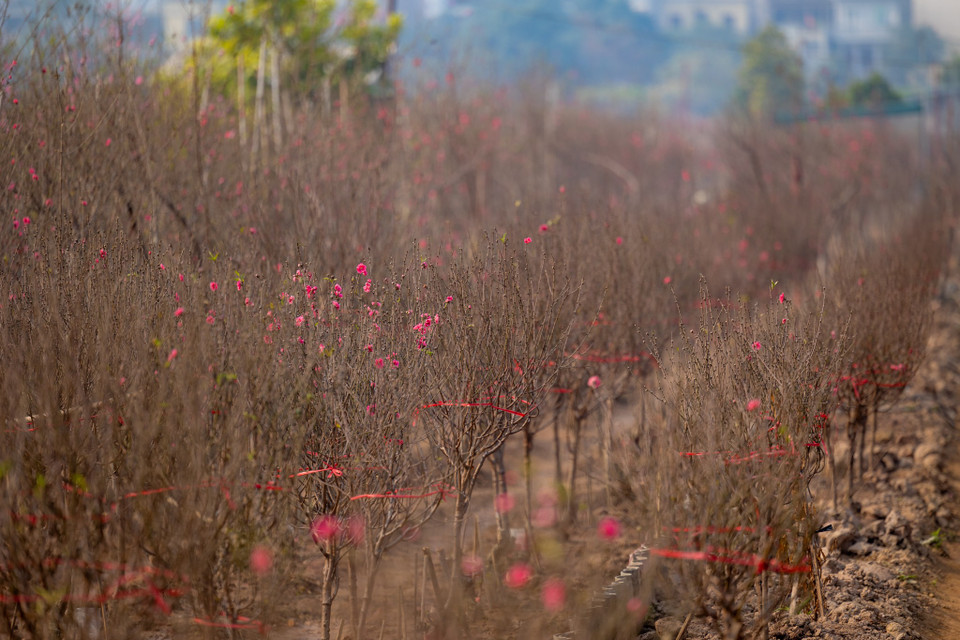 Cận Tết là khoảng thời điểm các vườn đào ở Nhật Tân (Tây Hồ, Hà Nội) nhộn nhịp từ sáng sớm đến tối muộn. Các chủ vườn đào liên tục tiếp đón các thương lái và khách hàng đến tham khảo giá cả. (Ảnh: Minh Sơn/Vietnam+)