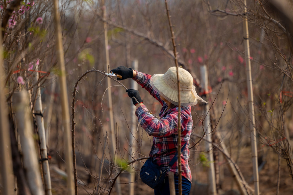 Trong dịp Tết Nguyên đán này, người dân chuộng chơi đào huyền. Những cành đào huyền được rao bán với giá từ 1-2 triệu đồng, những cành đẹp có giá từ 7-10 triệu đồng, tùy thuộc vào kích thước và hình dáng. (Ảnh: Minh Sơn/Vietnam+)
