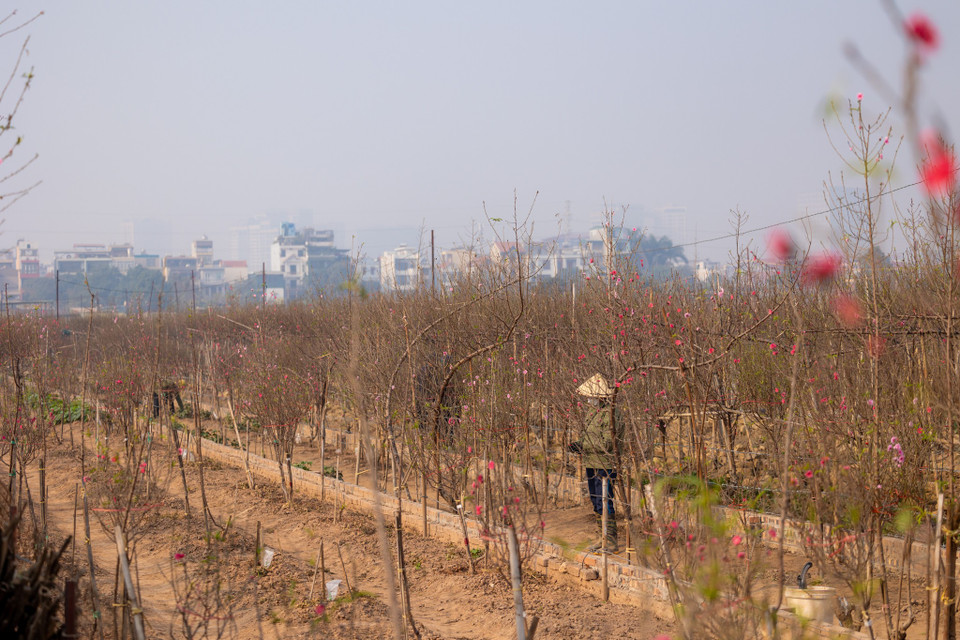 Thời điểm này các nhà vườn cũng đang bước vào công đoạn thu hoạch, sẵn sàng phục vụ thị trường dịp Tết. (Ảnh: Minh Sơn/Vietnam+)